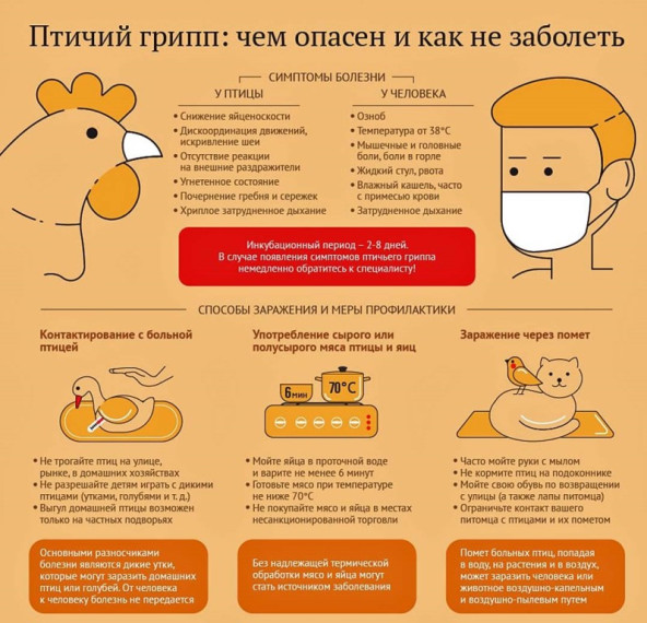 ВНИМАНИЕ! ГРИПП ПТИЦ!. ВНИМАНИЕ! ГРИПП ПТИЦ!.
